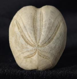 Heteraster oblongus (BRONGNIART 1821) - Bild &copy; FossNet FossilienStore